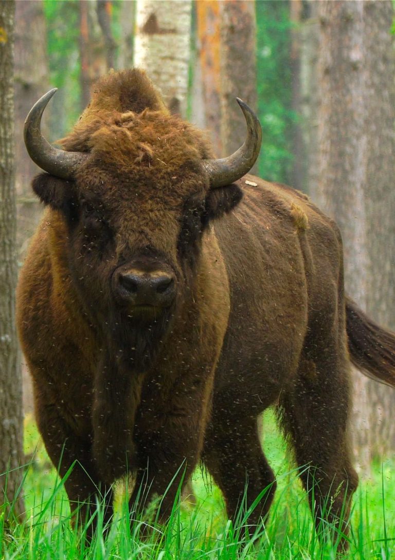 Primer plano de bisonte en los Fiordos Leoneses